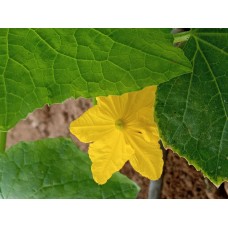 مهندس زراعي 